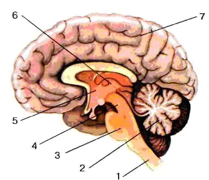 Brain 8 1. Мозжечок ствол гипоталамус. Продолговатый мозг 2) мозжечок 3) средний. Мозжечок промежуточный мозг рисунок. Голова мозг мозжечок гипоталамус.