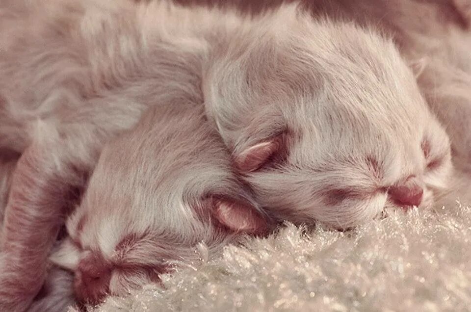 Новорожденные котята. Новорожденный котенок. Котята рождаются слепыми. Новорождённые котята пушистые.