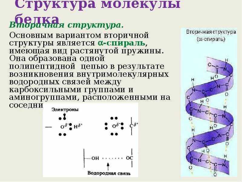 Формула молекулы вторичной структуры белка. Белки строение молекулы. Строение молекул белков. Состав структура молекулы белка. Связи в белковой молекуле