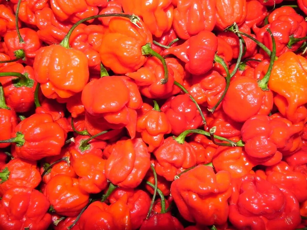 Скорпион Тринидада (перец) сорта перца. Самый острый перец Trinidad Scorpion Butch t. Ямайский перец острый. Ямайский жгучий перец. Название самого острого перца