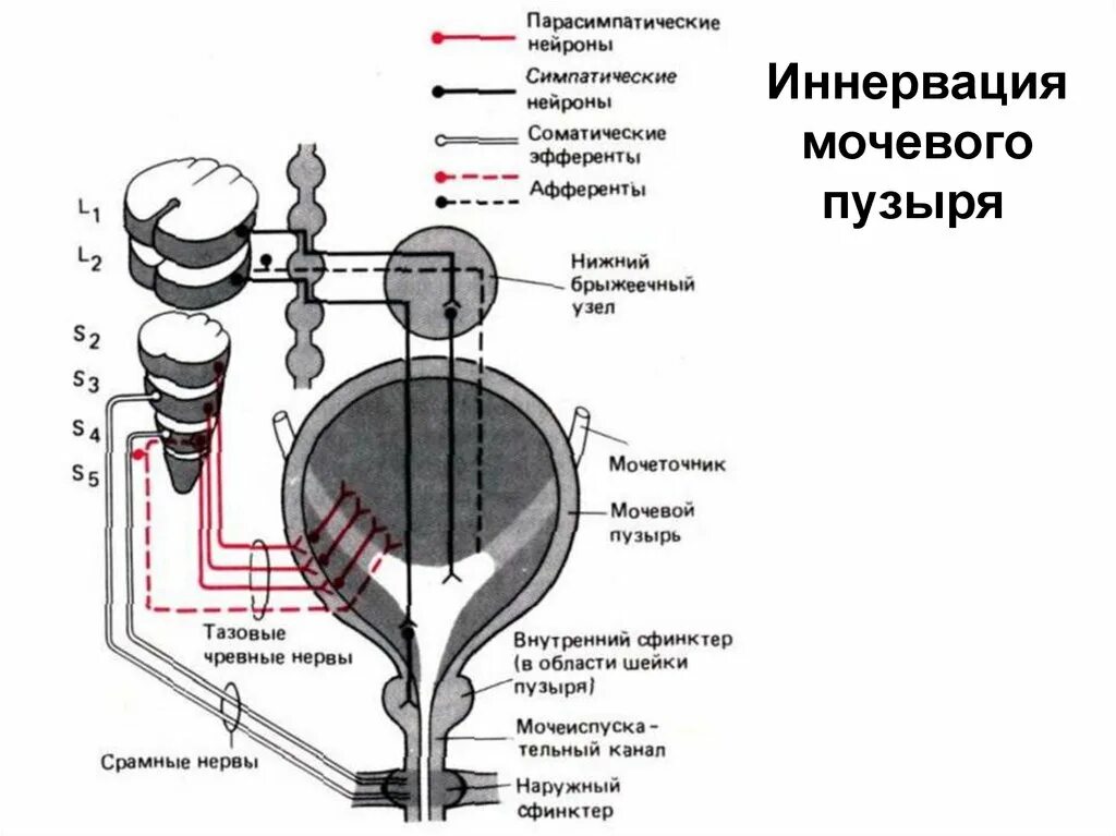 Схема вегетативной иннервации мочевого пузыря. Вегетативная иннервация мочевого пузыря неврология. Симпатическая иннервация мочевого пузыря. Иннервация мочевого пузыря физиология. Можно греть мочевой пузырь