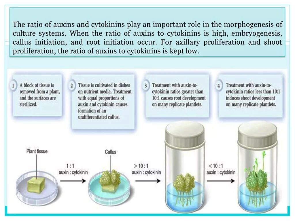 In vitro растения Каллус. Культура клеток растений Каллус. Каллусные клетки. Каллус это в биотехнологии. Установите последовательность этапов выращивания растения