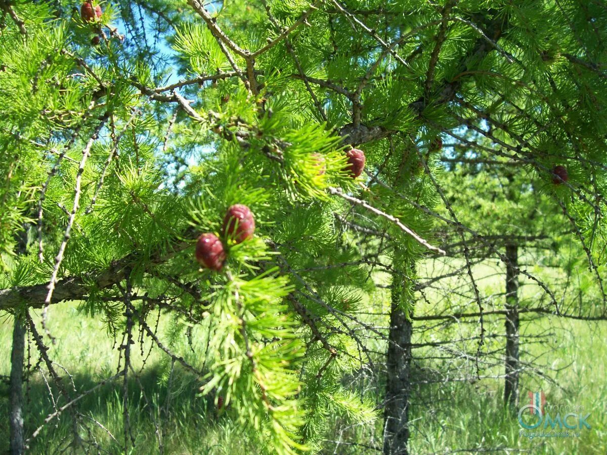 Лиственница омск. Лиственница европейская, р9. Лиственница омск. Лиственница гмелина даурская. Лиственница larix decidua.