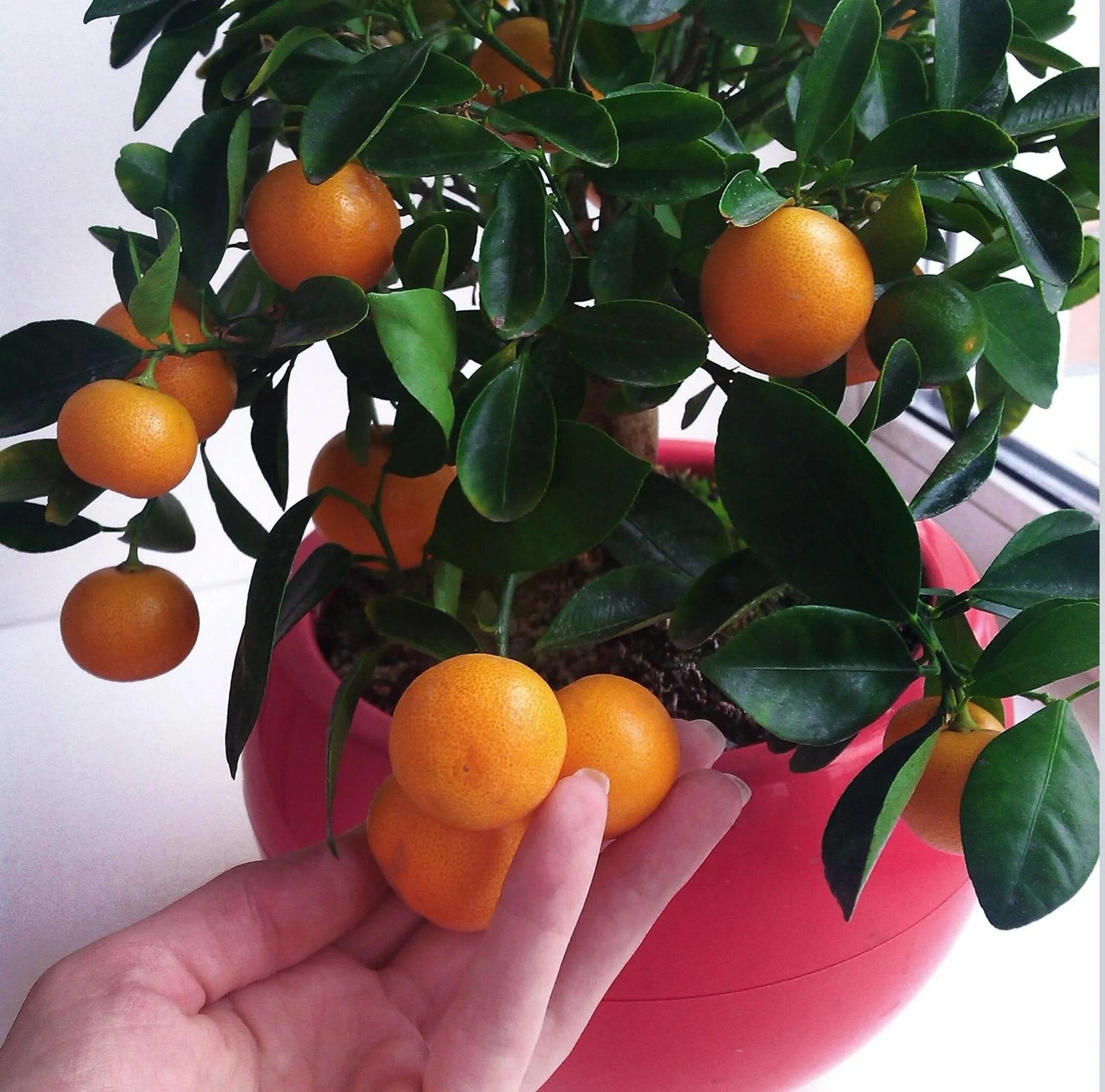 Сколько растет мандарин. Мандарин ковано Васе. Цитрус мандарин дерево. Цитрус (комнатное растение) мандарин (ретикулата). Карликовый мандарин.