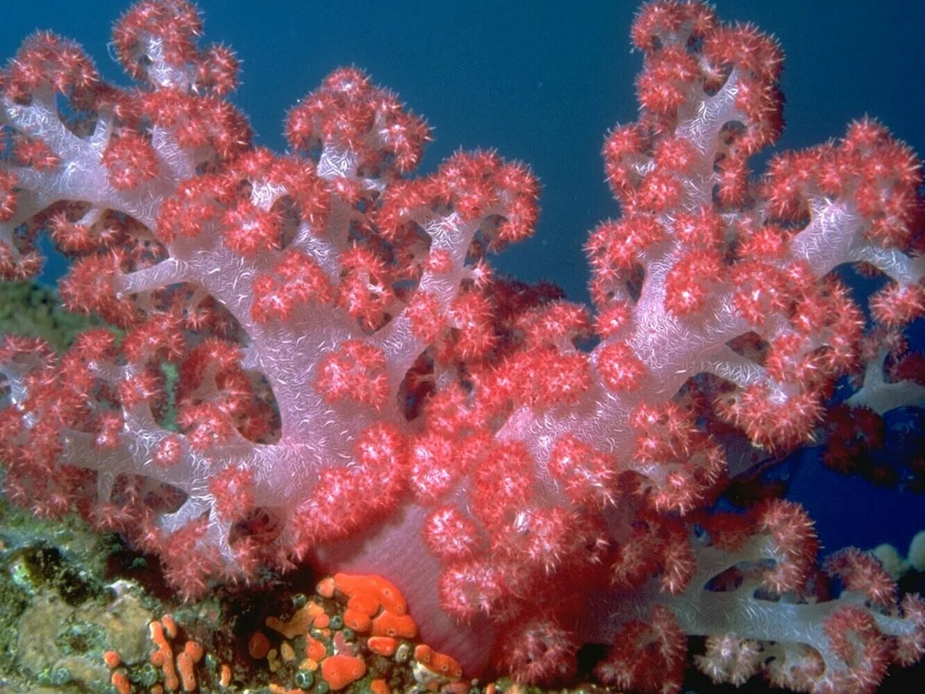 Какие водоросли глубоководные. Коралловые полипы. Коралловые полипы (Anthozoa). Полип и коралловый полип. Полипы Барьерный риф.