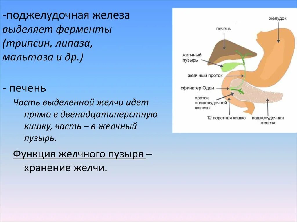 Ферменты печени и желчного пузыря. Ферменты поджелудочной железы. Поджелудочная железа выделяет ферменты. Ферменты поджелудочной железы и желчного пузыря. Ферменты желудочной железы