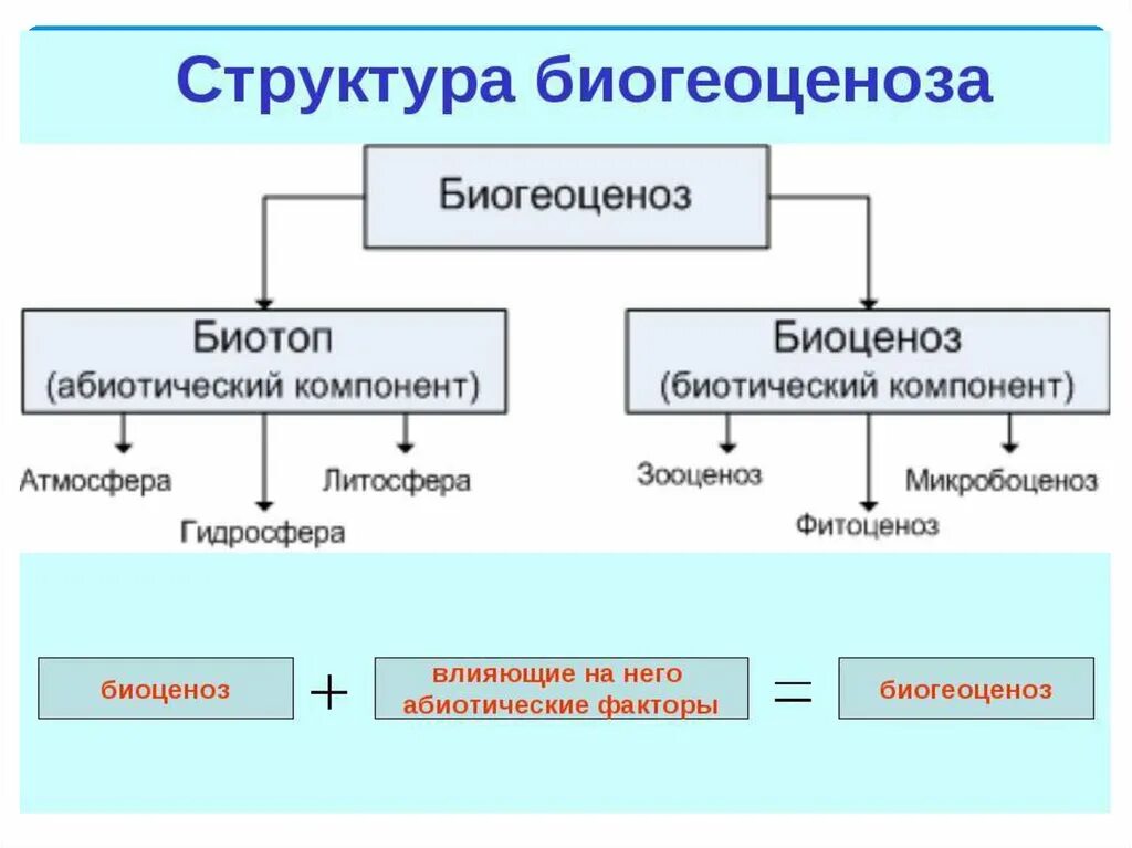 По названию какого компонента. Структура биоценоза компонент. Структурные компоненты биоценоза. Схема структурных компонентов биоценоза. Основные компоненты экосистемы схема.