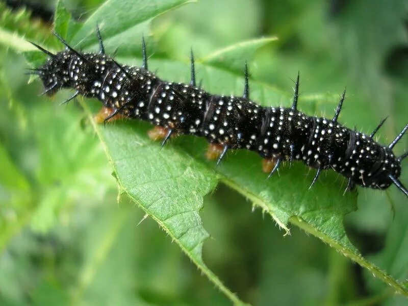 Крапивница бабочка гусеница. Aglais urticae гусеница. Гусеница бабочки Адмирал. Гусеница бабочки Адмирал бабочка. Гусеница бабочки 7