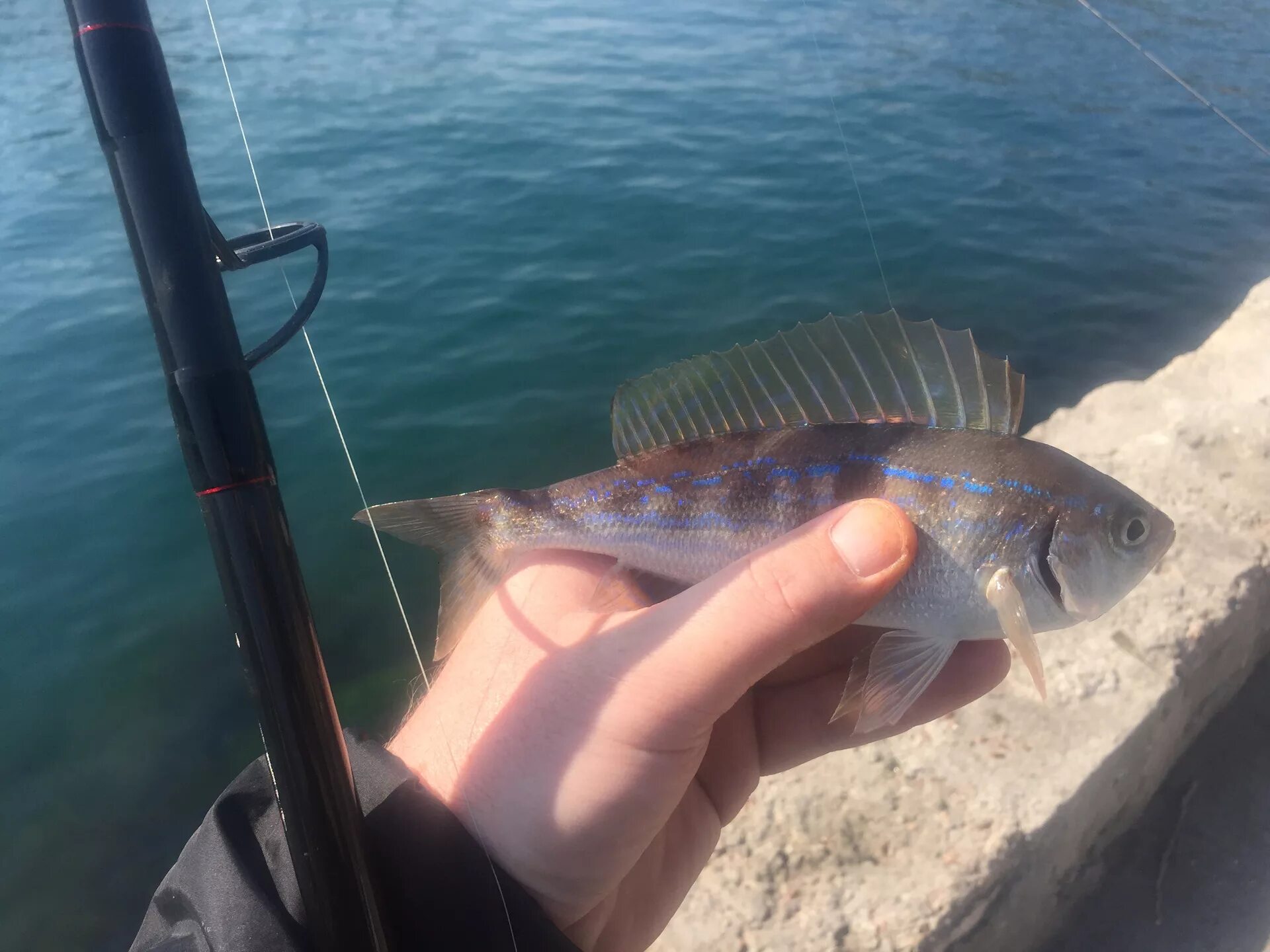 Морская рыбалка в Крыму. Рыбалка Черноморское Крым. Рыбалка Крым с Песчаное. Сазан Крым рыбалка. Рыбалка в крыму 2024 год