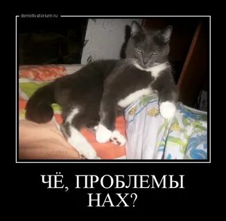 Проблемы приколы
