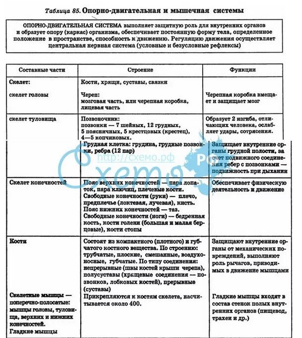 Функции птиц таблица. Таблица отдел скелета строение функции млекопитающих. скелет млекопитающих таблица биология 7 класс. системы млекопитающих таблица 7 класс биология. скелет млекопитающих таблица 8 класс биология.