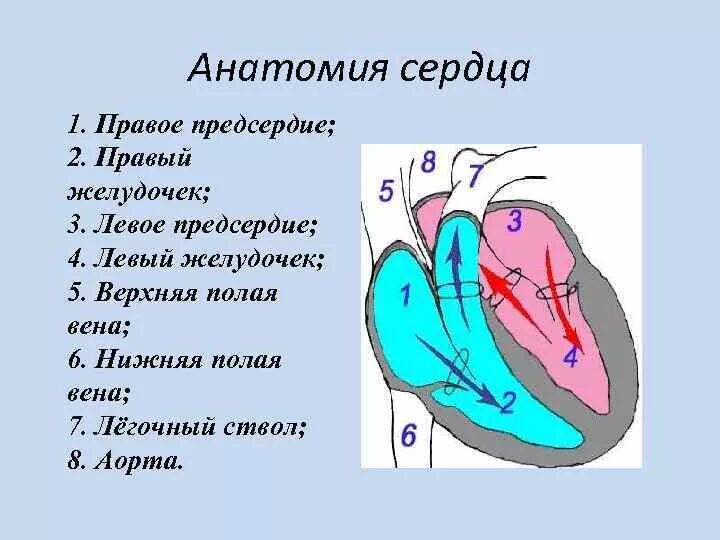 Желудочки и предсердия сердца схема. Строение сердца предсердия и желудочки клапаны. Правый желудочек сердца схема. Правое предсердие сердца анатомия. Правый желудочек отделен от правого предсердия