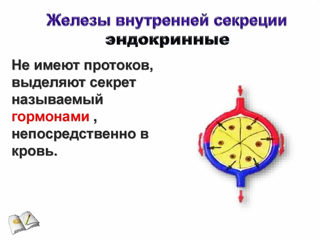 Железы внутренней секреции схема. Железы внутренней секреции животных анатомия. Классификация желез внутренней секреции схема. Железы внутренней секреции животных коровы.