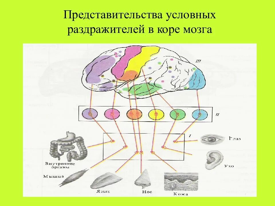 Представительства условных раздражителей в коре мозга. Схема представительства анализаторов в коре. Центры условных рефлексов. Представительства функций в коре