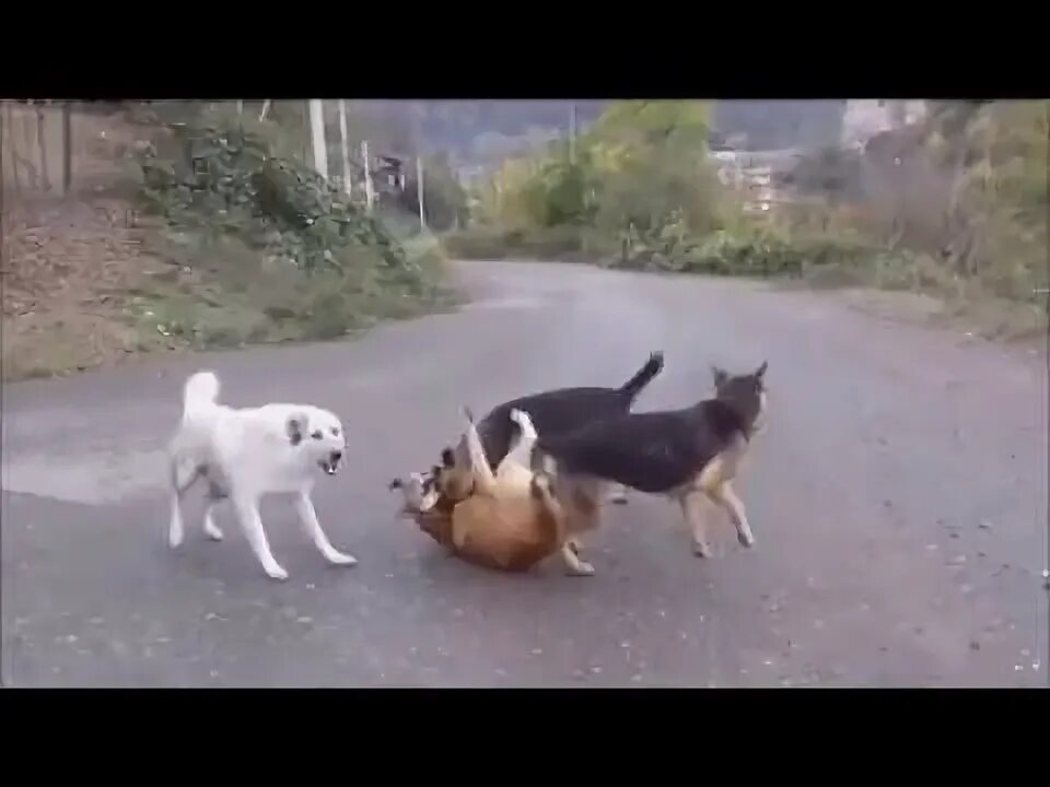 Коты слиплись
