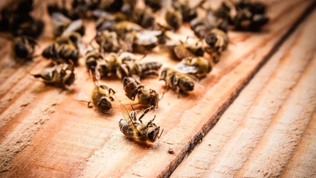 Пчелы гибнут. Исчезновение пчел. Мертвая пчела. Пчелы вымирают. Массовая гибель пчел.