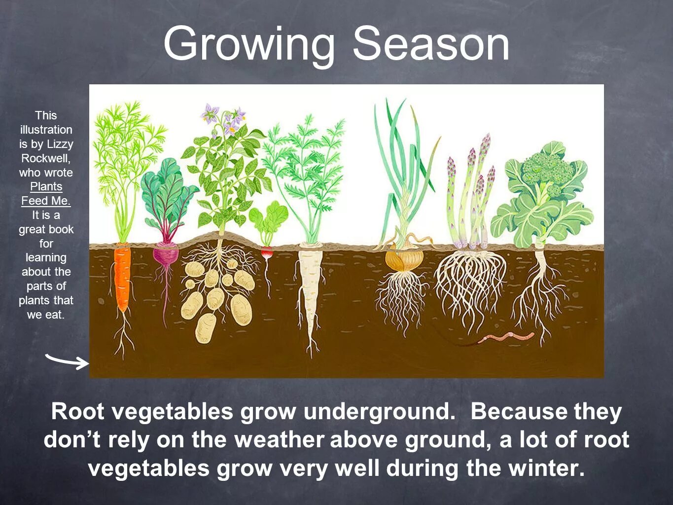 We grow well. How root Vegetables grow Worksheets. How Plants grow for Kids. Growing Plants Plant Parts. Grow Vegetables image.