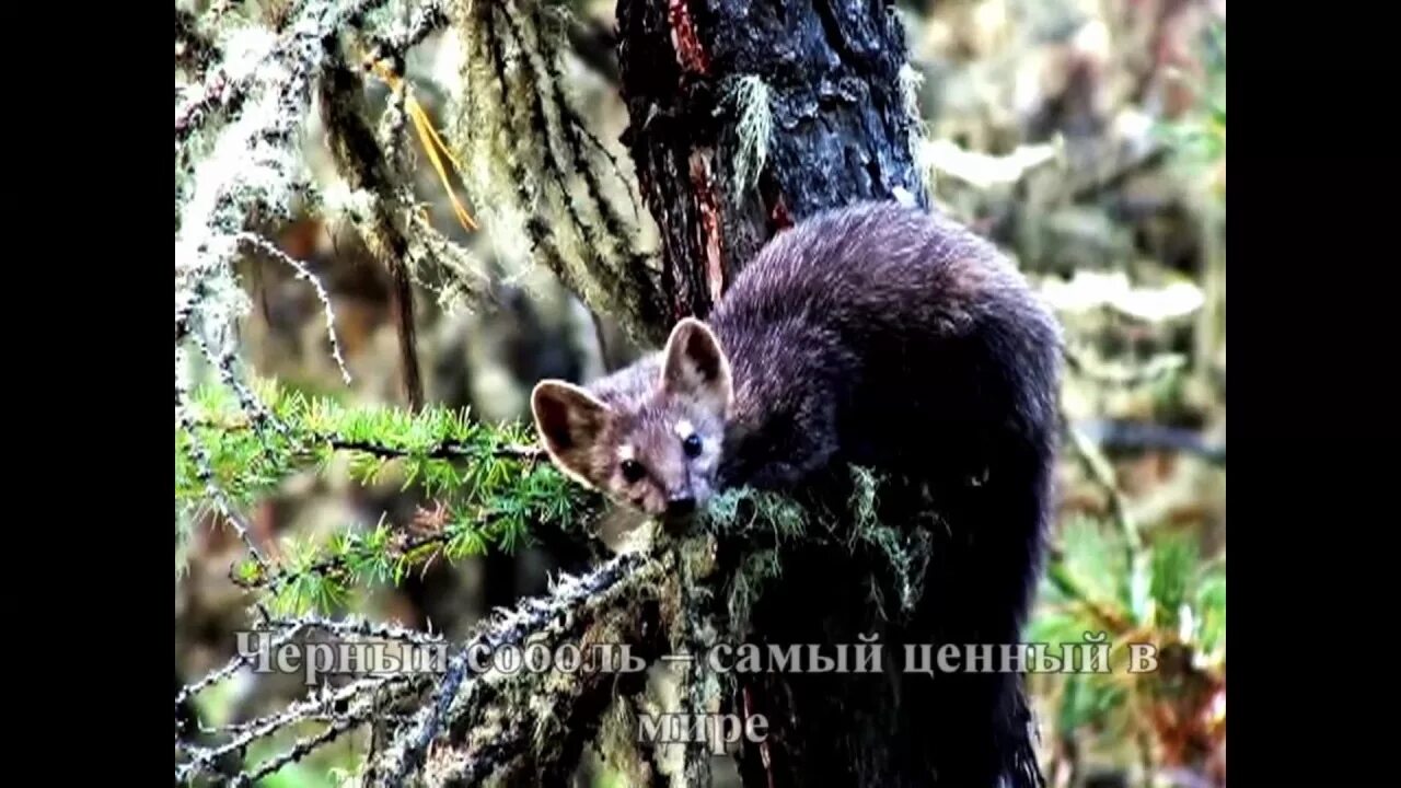 Животные обитающие в алтайском крае. Животные Алтайского края Соболь. Соболь в Алтайском заповеднике. Дикие животные Алтайского края. Соболь зверек.