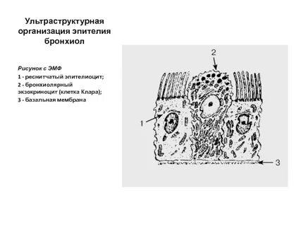 Эпителиоциты