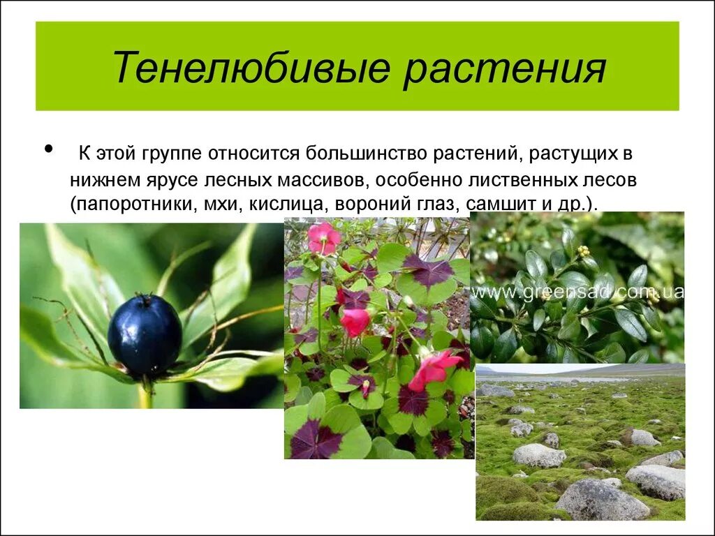 Плаун светолюбивое или тенелюбивое. Светолюбивые и тенелюбивые. Тенелюбивые растения. Тенелюбивые растения и цветы. Выносливые, тенелюбивые растения.