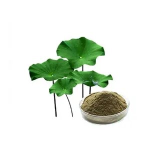 Plant extract