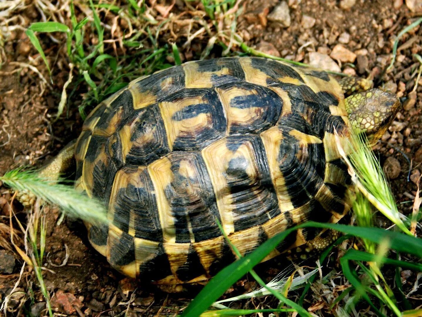 Средиземноморская черепаха описание. Средиземноморская черепаха Testudo Graeca. Балканская (Testudo Hermanni). Балканская сухопутная черепаха. Балканская черепаха пол.