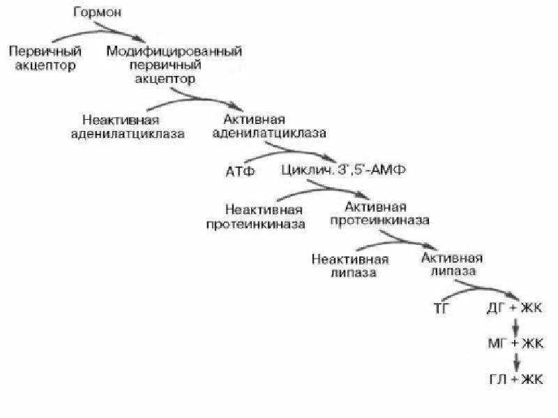 Синтез липазы. Схема регуляции активности таг-липазы. Гормональная регуляция таг-липазы. Регуляция липолиза в жировой ткани. Каскадный механизм тканевой липазы.