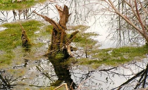 Слова коряга. Коряга в пруду. Пруд коряги Борисовский район. Коряги в реке рисунок. Коряга рядом с прудом.