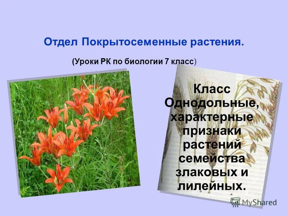 семейства класса однодольные 7 класс биология. биология 7 класс класс однодольные. урок 7 класс семейство лилейные. биология 7 класс класс однодольные. класс однодольные.