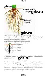 Рассмотрите корневую