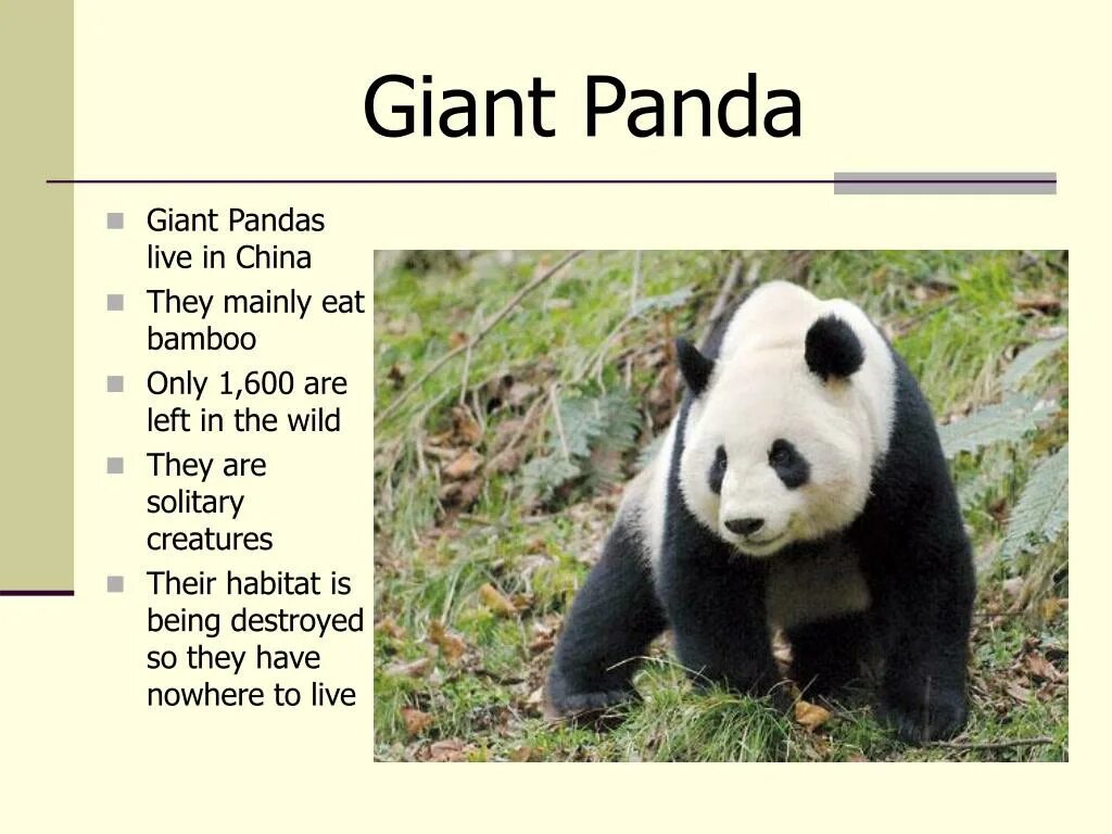 Pandas id