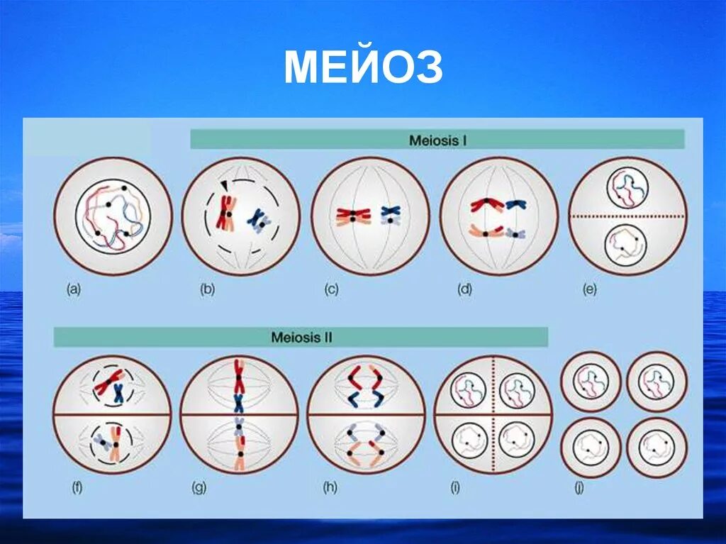 Мейоз проходит. Мейоз. Фазы мейоза. Митоз и мейоз. Мейоз рисунок.