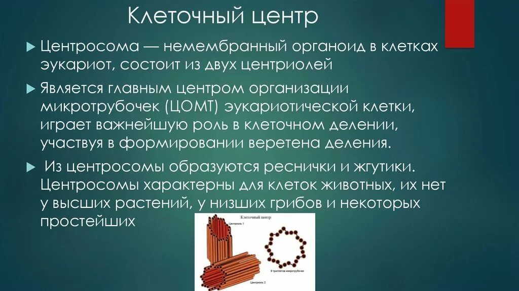 Функции центросомы. Центросома. Клеточный центр центросома. Клеточный центр немембранный. Центросома функции.