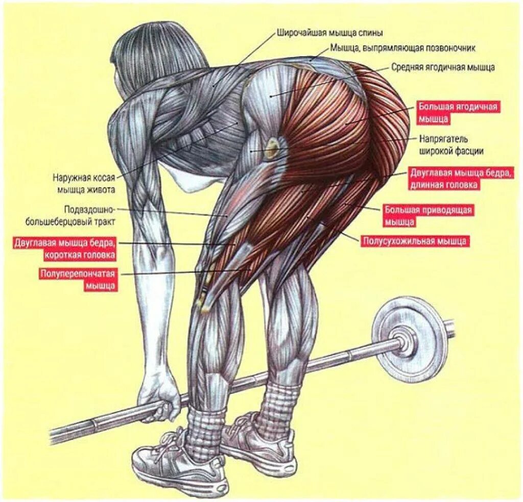 Тяга какие мышцы работают. Румынская тяга мышцы задействованы. Мёртвая тяга со штангой техника. Румынская становая тяга мышцы. Румынская тяга со штангой техника выполнения.