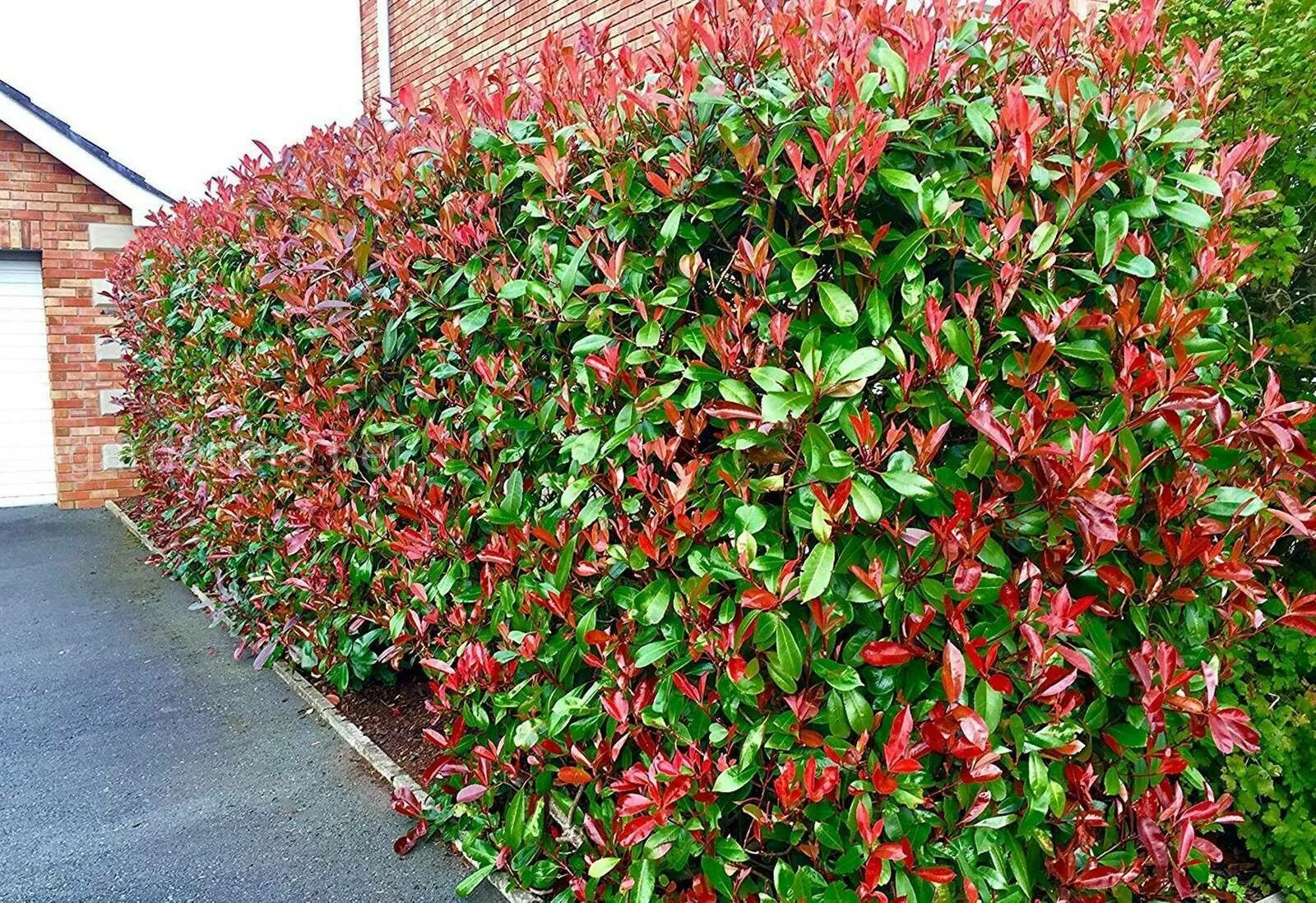 Photinia red robin растение. Кустарник фотиния фразера. Фотиния ред робин описание. Фотиния ред робин описание. Фотиния ред робин.