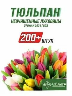 Микс луковиц тюльпанов