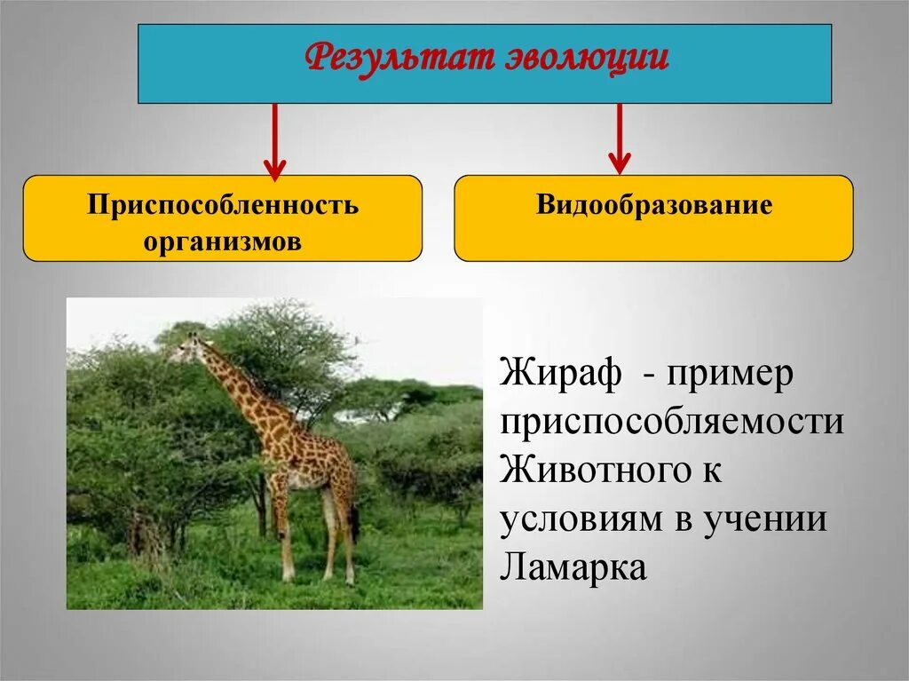 Как ламарк объяснял многообразие видов и приспособленность. Приспособления в результате эволюции. Приспособленность организмов результат эволюции. Приспособленность Эволюция. Примеры приспособленности.