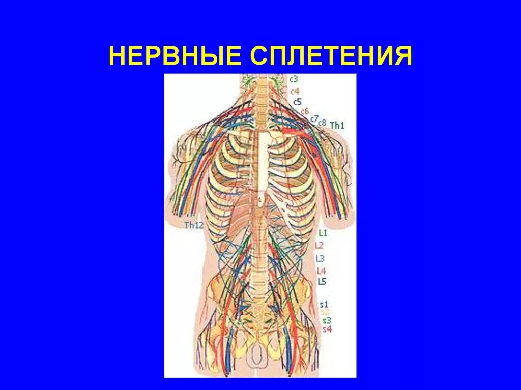 Нервные узлы сплетения. Нервные сплетения человека. Нервные сплетения анатомия. Сплетения нервов. Сплетения нервов в теле человека.