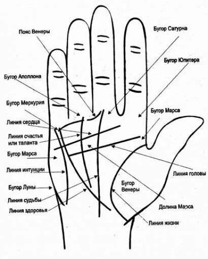 Хиромантия линия пояс Венеры. Линии на ладони правой руки у мужчины. Хиромантия линия интуиции на правой. Хиромантия схема линий ладони.