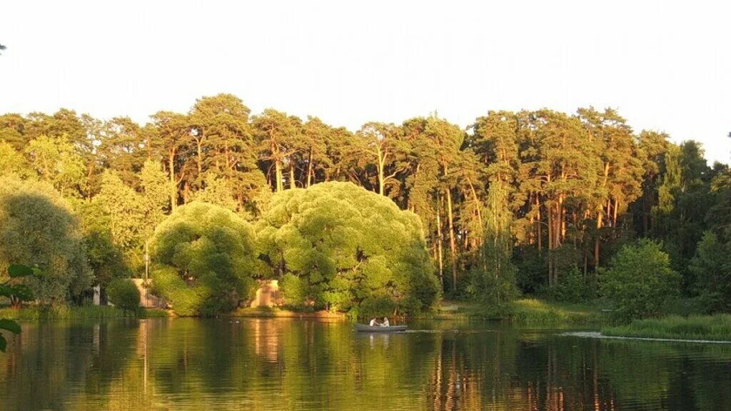 парк серебряный бор сосны. серебряный бор москва лес. лес сосновка спб. лесопарк серебряный бор. сосновый бор москва парк.