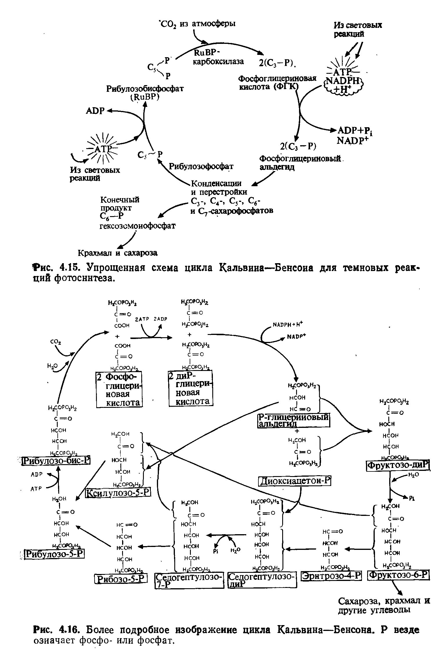 Протекают реакции цикла кальвина. Цикл Кальвина рисунок. Цикл Кальвина в фотосинтезе. Цикл Кальвина схема. Цикл Кальвина биохимия.