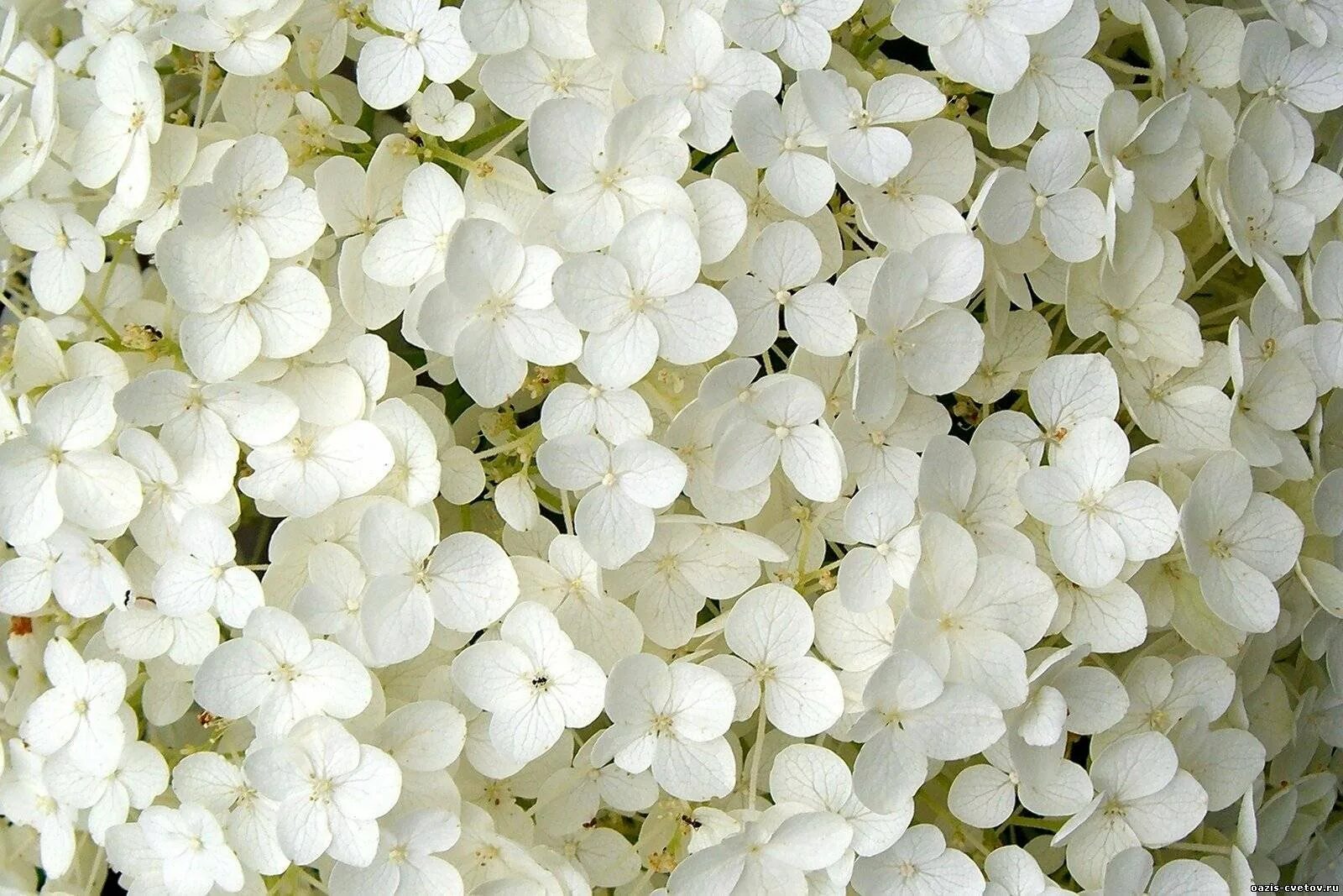White. Белые цветы. Мелкие белые цветы. Декоративные белые мелкие цветы. Красивые мелкие цветы.