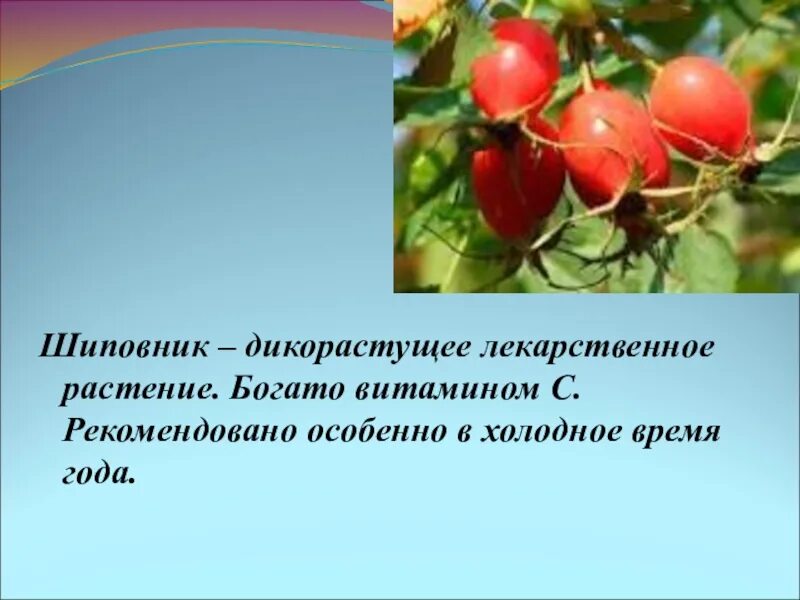 Шиповник лекарственное растение. Шиповник дикорастущее или культурное растение. Дикорастущие растения шиповник. Кустарники,богатые витамином с. Известно что шиповник обыкновенный дикорастущее растение