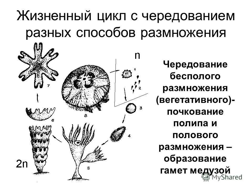 Жизненные циклы растений егэ биология. Жизненный цикл споровых растений чередование поколений. Жизненный цикл хламидомонады. Жизненный цикл растений чередование поколений. Размножение папоротников цикл развития.