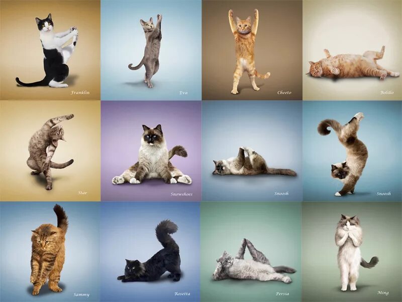 Позы животных. Кошки в разных позах. Поза кошки. Коты йоги. Йога с животными
