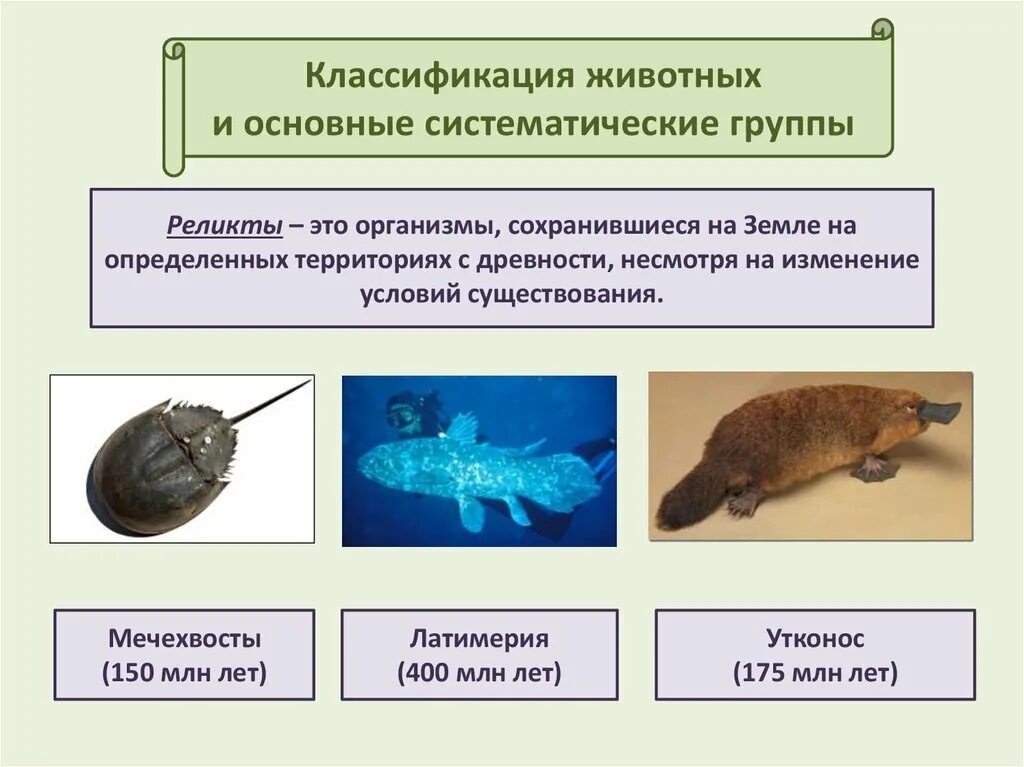 В какой класс объединяют животных имеющих. Классификация живого. Классификация животных. Систематика животных. Общая классификация животных.