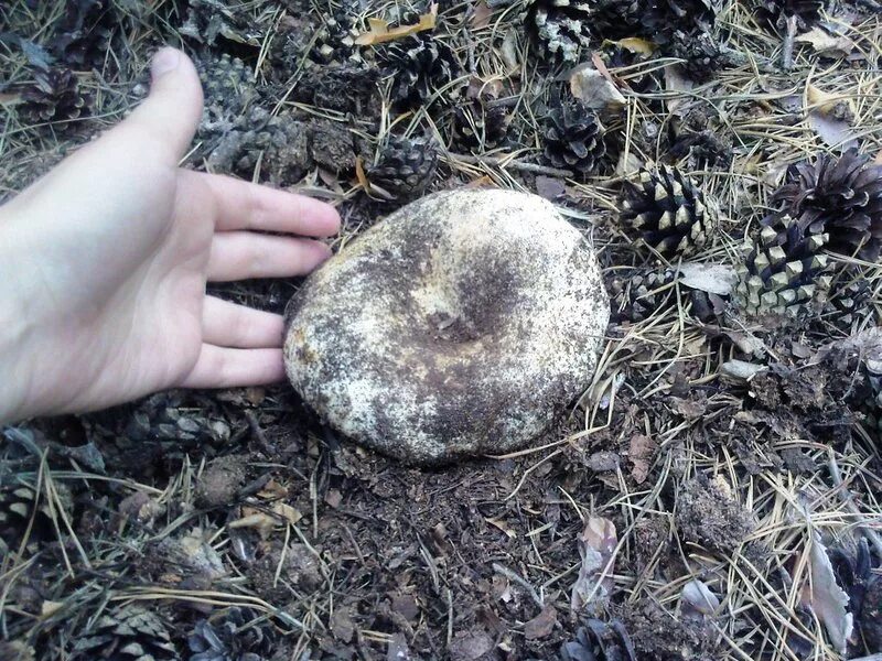 Гриб под землей как называется. Гриб под землей как называется. Трюфель гриб растет. Гриб под землей как называется. Грибы которые растут в земле.