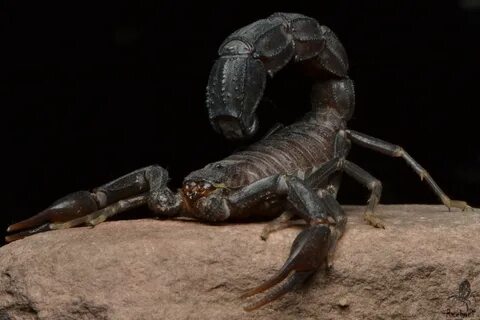 Androctonus crassicauda Скорпион