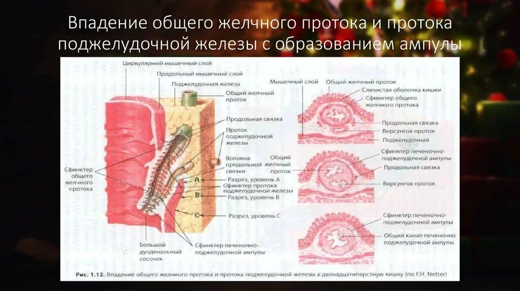 Слизистая оболочка желчного пузыря. Сфинктер протока поджелудочной железы. Общий проток поджелудочной железы. Печеночно поджелудочная ампула со сфинктером. Общий желчный проток и поджелудочная железа.