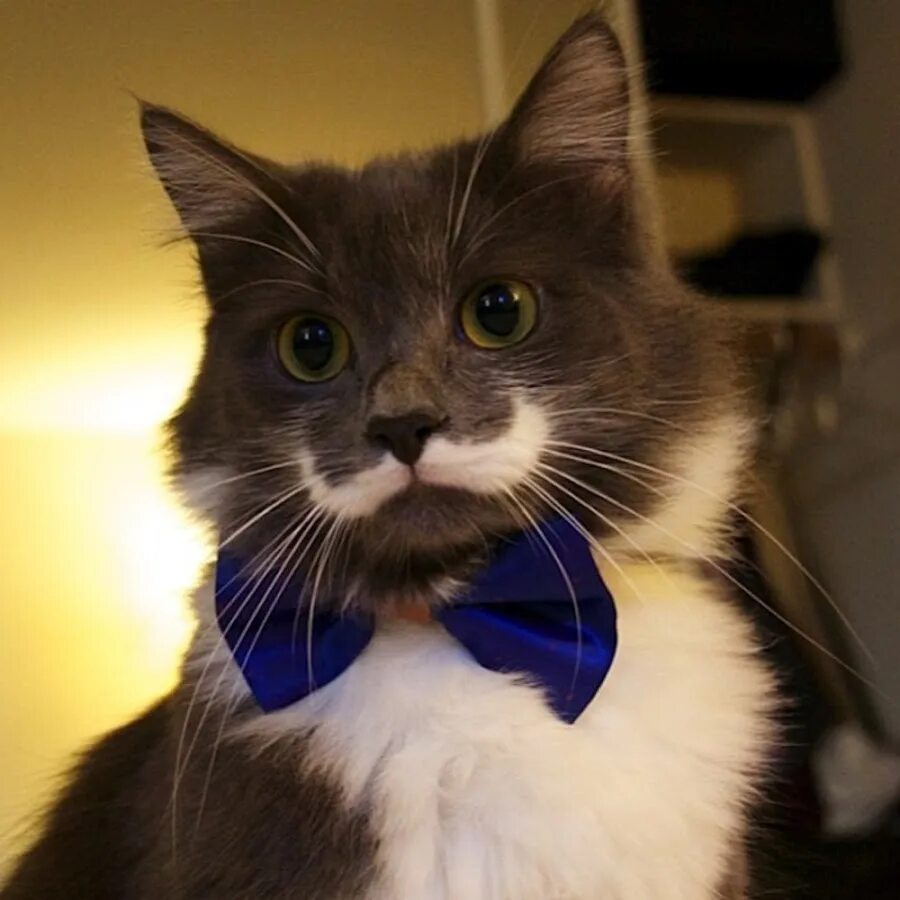 Белые усы у кошек. Кот-хипстер Гамильтон. Гамильтон Hamilton кот-хипстер. Кот Гамильтон с усами. Кот с белыми усами